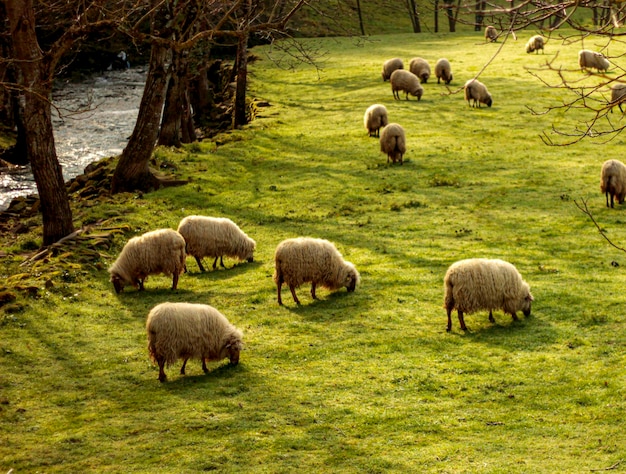 Herd of sheep grazing on the green meadow