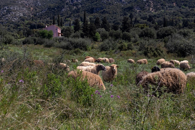 Herd of sheep grazing in a meadow