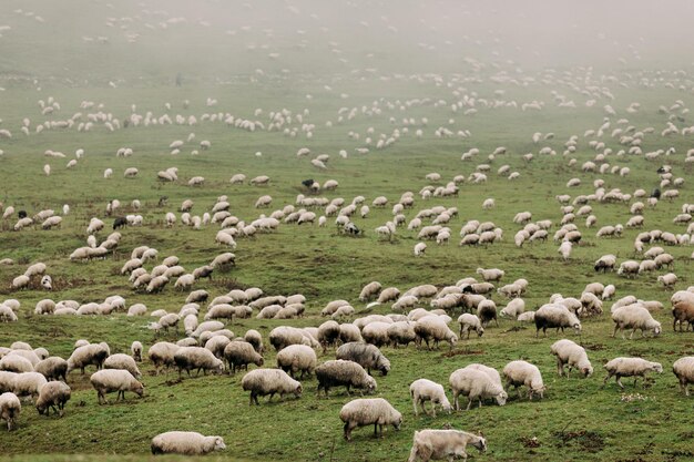 Photo herd of sheep grazing in the mountains