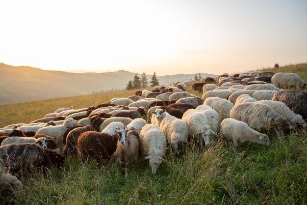 Un gregge di pecore su una collina sotto i raggi del tramonto.