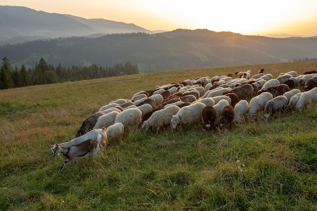 A herd of sheep on a hill in the rays of sunset. 