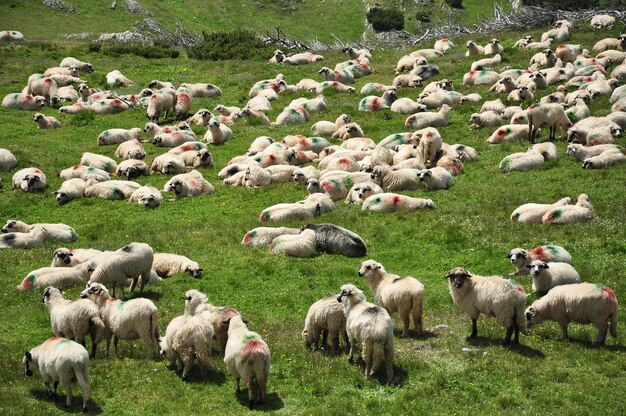 Herd of sheep on a hill