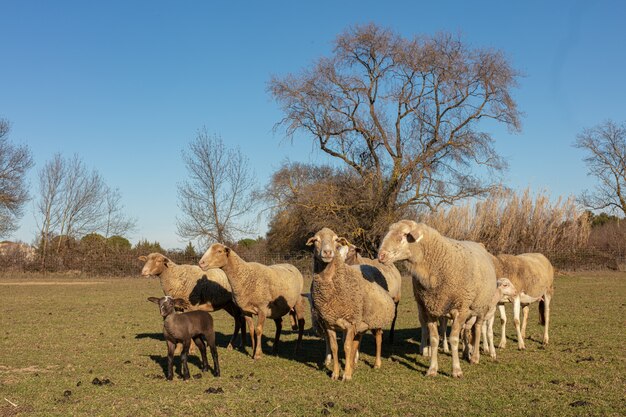 Herd of sheep in a meadow in the countryside