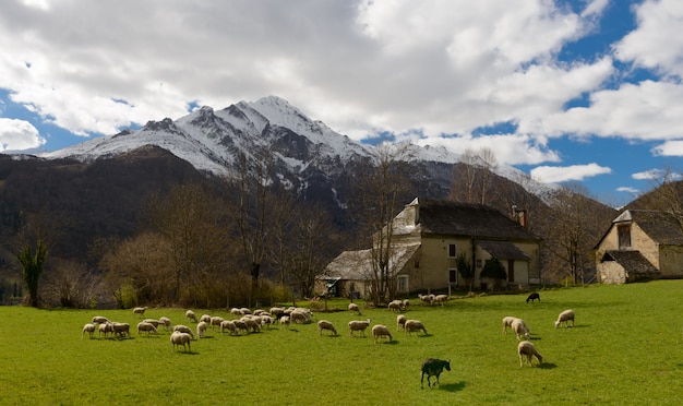 Herd of sheep in the meadow, Pyrenees