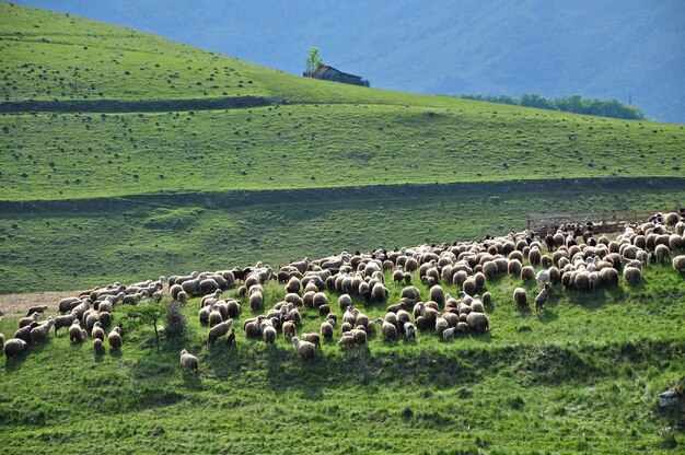 Photo herd of sheep in a meadow