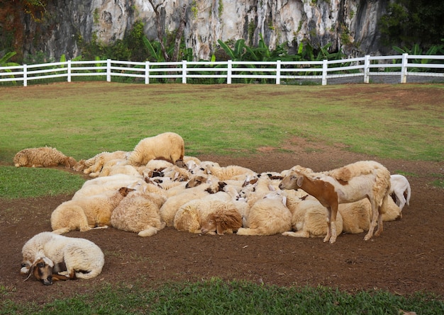 Photo herd of sheep in the middle of the valley