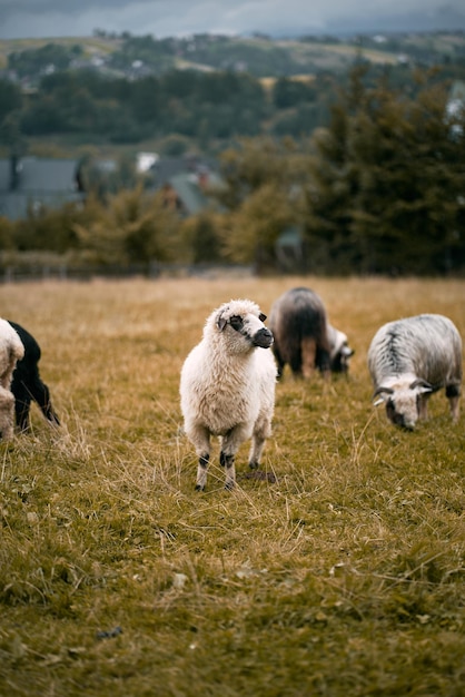 Herd of sheep in the mountains The Tatra Mountains Poland Zakopane