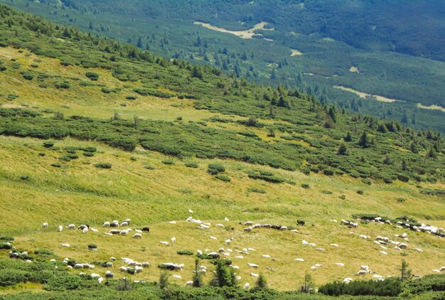 山の中の羊の群れカルパティアの小道からホヴェールラ山の頂上までの眺め。カルパティア山脈、ウクライナ、ヨーロッパ。