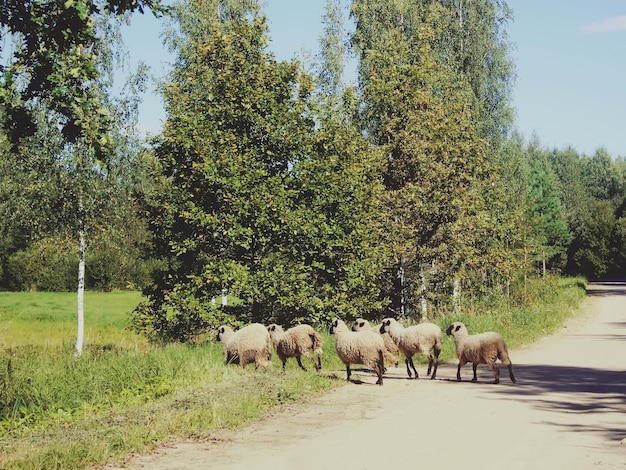 Herd of sheep running on the road