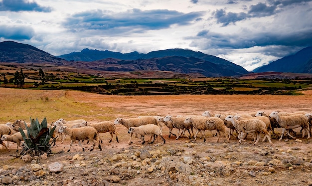 Herd of sheep on the spacious mountanious landscape in peru