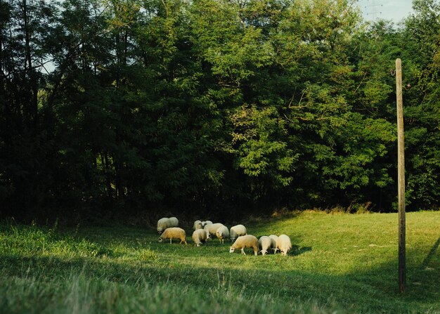 Photo a herd of sheep in the spring