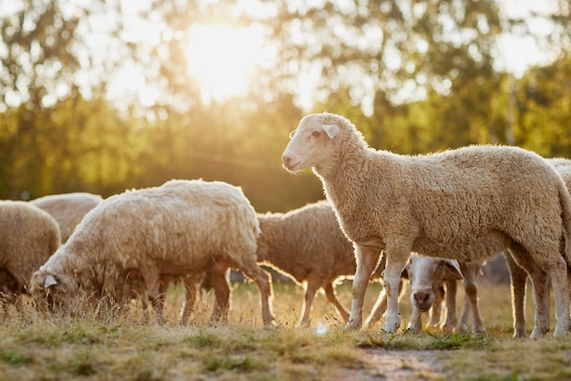 羊の群れが晴れた日に農場で自由に歩いているエコファームのコンセプト