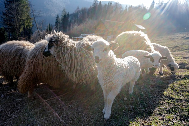 A herd of sheep with one of them looking at the camera