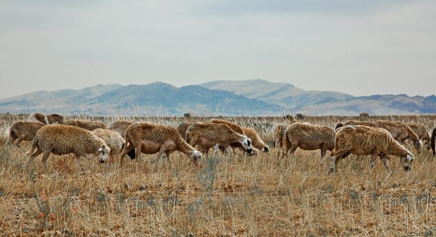 Herd of sheep