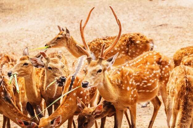 A Herd of Spotted Deers in farm 