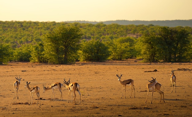 Mandria di antilopi springbok fotografata al tramonto in namibia