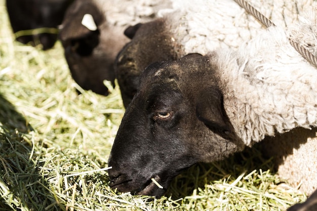 Herd of suffolk sheep on the midwest farm.