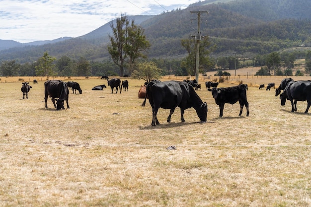 Herd of sustainable cows on a green hill on a farm in Australia Beautiful cow in a field Australian Farming landscape with Angus and Murray grey cattle