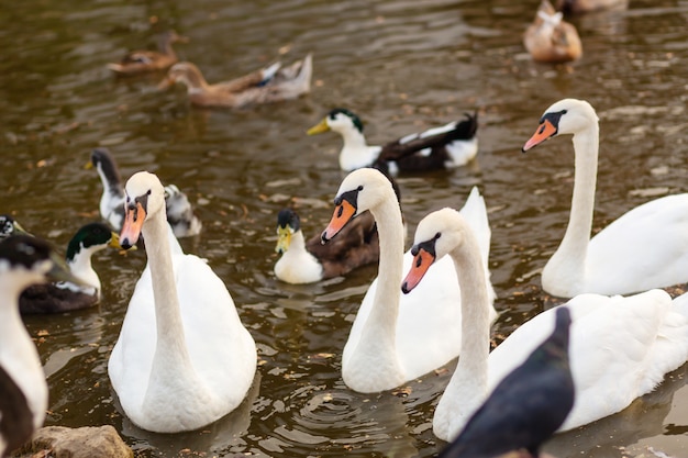 A herd of swans and ducks in a swimming lake in a city park