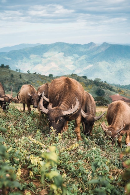 Herd of Thai water buffalo eating grass on pasture hillside in countryside