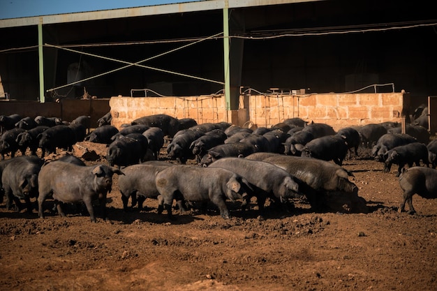Herd of traditional black Iberian pigs digging soil near barn in muddy farmland in countryside