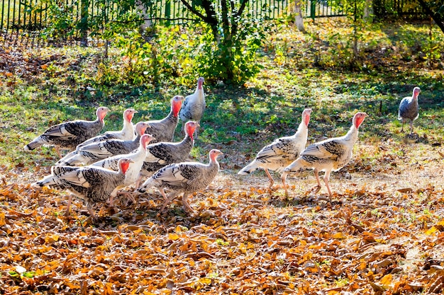 晴天の秋に農場の庭で七面鳥の群れ_