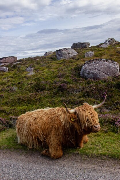 Herd van roodbruine Schotse hooglanders in een natuurlijk herfstlandschap