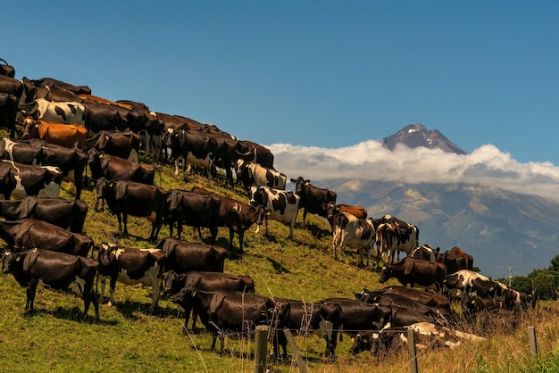 Foto herd van taranaki melkkoeien op de heuvel met de vulkanische berg egmont op de achtergrond