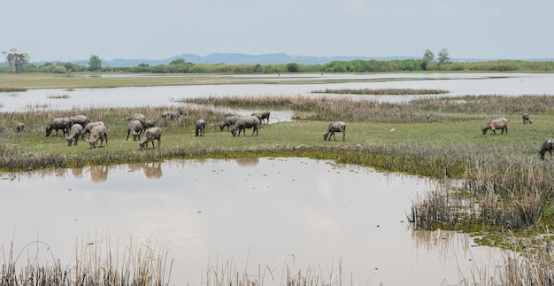 Herd of water buffalo in wetland, Thailand