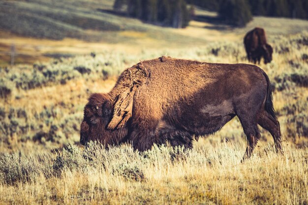 Foto gruppo di bisonti selvatici nel parco nazionale di yellowstone