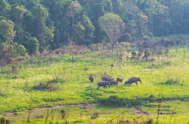 タイのカオヤイ国立公園の森の近くの緑の芝生のフィールドで夕方に草を食べて歩いている野生の象の家族の群れ。