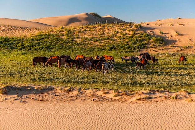 Foto mandria di cavalli selvaggi nel deserto