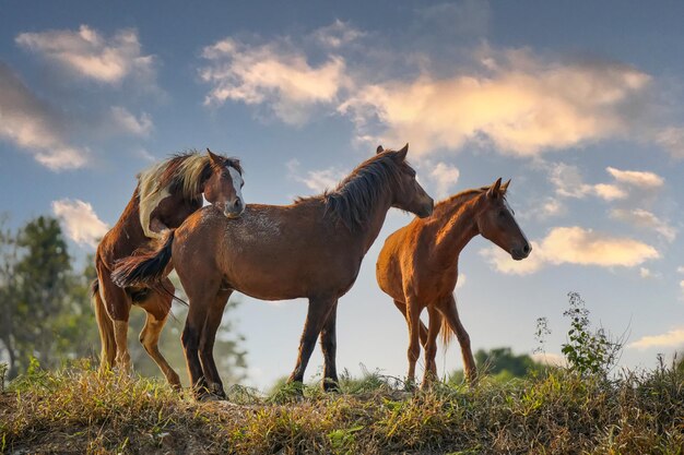 野生の馬の群れが丘の牧草地で繁殖しています