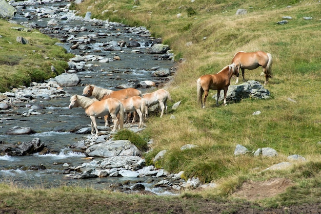 Herd of wild horses on a riverbank