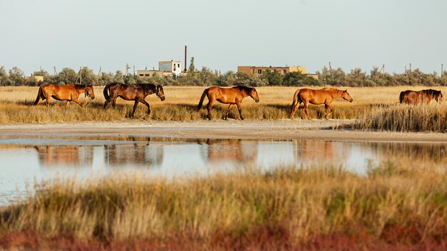 ウクライナの草原に生息する野生馬の群れキンバーン唾