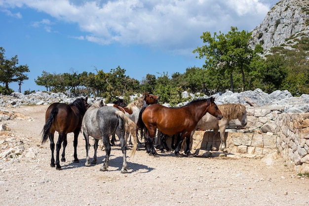 Herd of wild horses at a watering hole in the mountains
