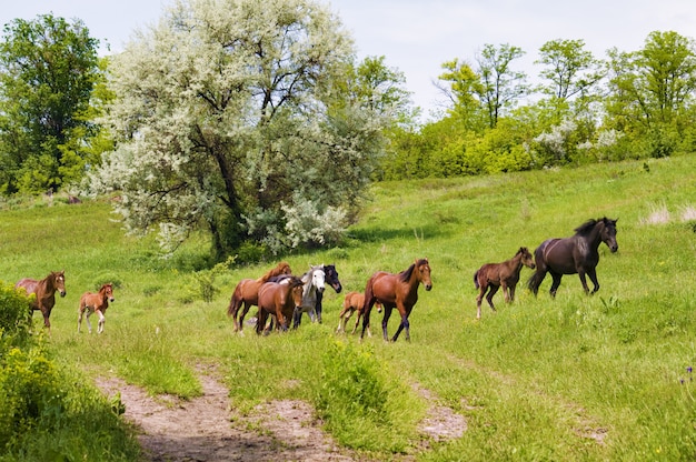 放牧の野生の草原の馬の群れ