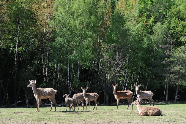A herd of young deer with a mouflon on a walk under the forest