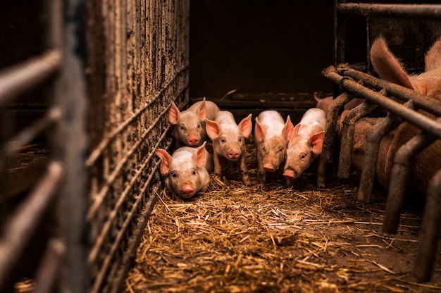 Herd of young piglet on hay and straw at pig breeding farm