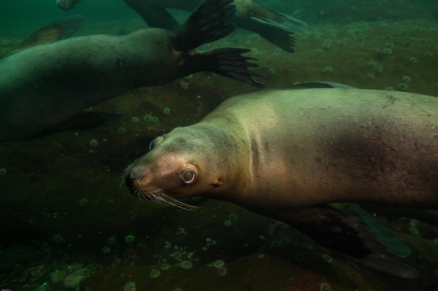 A herd of young sea lions swimming underwater in Pacific Ocean