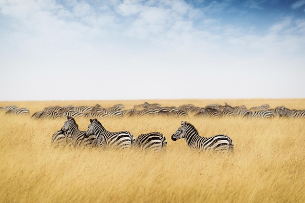 Herd of zebra in tall grass of Kenya Africa