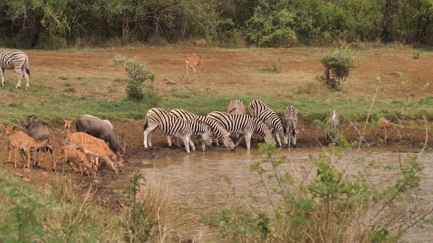 A herd of zebras are drinking from a pond.