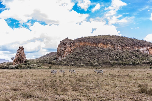 a herd of zebras are grazing in a field near a mountain