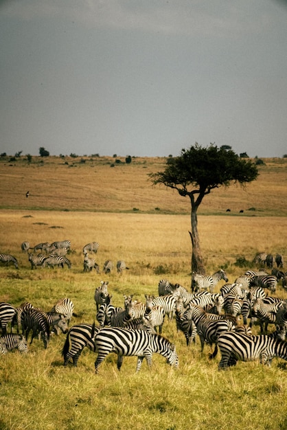 Herd of zebras in the field with a background of a dry hill on a sunny day