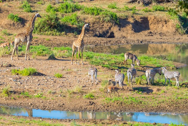 南アフリカの主要な旅行先であるクルーガー国立公園のシンウェッジ川岸に放牧されているシマウマ、キリン、カモシカの群れ。牧歌的なフレーム。