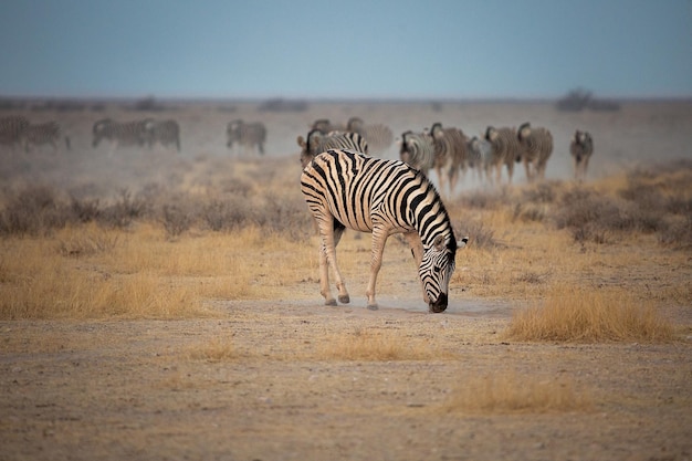 A herd of zebras grazes in the Etosha National Park Namibia