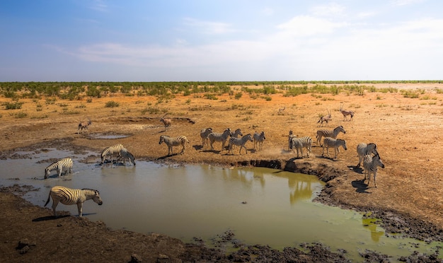 Herd of zebras and oryxes drinking water in Etosha National Park Namibia