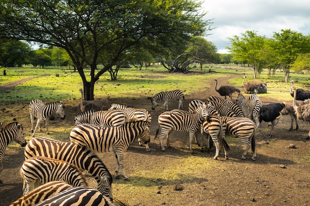 Стадо зебр и страусов в дикой природе в парке на Маврикии