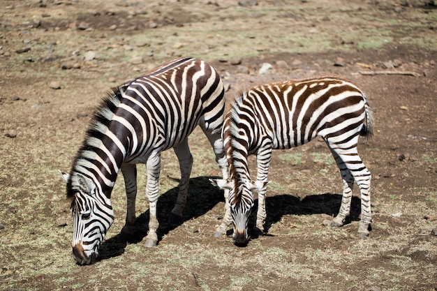 herd of zebras in the wild. Mauritius.