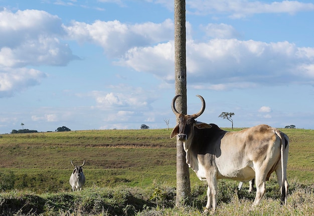 Herd of zebu cattle on sunny day